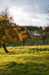 Lonely Tree in Sunset Light on a Hill. Scenic view of a single tree standing on a grassy hill during sunset.
