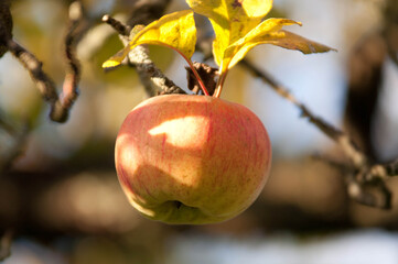 Ripe Red Apples on a Tree in Autumn Sunlight

Description:
Close-up of ripe red apples hanging on tree branches surrounded by green and yellow leaves in warm autumn sunlight.