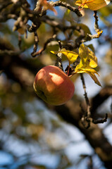 Ripe Red Apples on a Tree in Autumn Sunlight

Description:
Close-up of ripe red apples hanging on tree branches surrounded by green and yellow leaves in warm autumn sunlight.