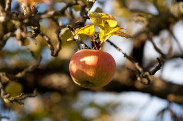 Ripe Red Apples on a Tree in Autumn Sunlight

Description:
Close-up of ripe red apples hanging on tree branches surrounded by green and yellow leaves in warm autumn sunlight.