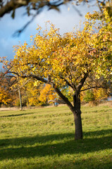 Lonely Tree in Sunset Light on a Hill. Scenic view of a single tree standing on a grassy hill during sunset.