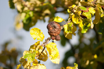 Rotten Apple on a Tree Branch in Autumn Sunlight
Close-up of a decayed apple hanging on a branch among yellow leaves in autumn sunlight. The image symbolizes imperfection, decay, and the