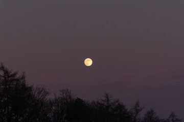 ein hell scheinender gelblicher Vollmond &uuml;ber dem Wald an einem lila Himmel