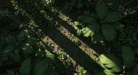 Lush foliage overhead view with sunbeam