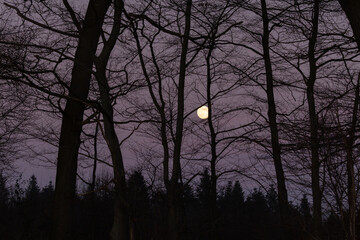 schwarze B&auml;ume vor einem lila Himmel mit einerm gelblichen Vollmond im Kalletal