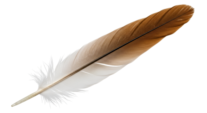 Brown and white bird feather with torn edge quill down