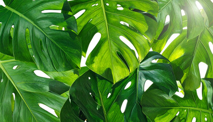 Overlapping Monstera Leaves Composition with Lush Jungle Aesthetic