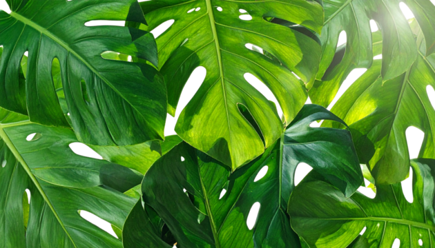 Overlapping Monstera Leaves Composition with Lush Jungle Aesthetic