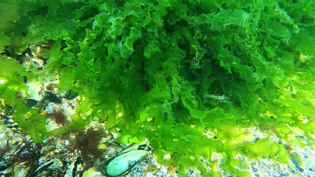 Grass shrimp Palaemon adspersus crawls along the long thalli of green algae Ulva lactuca