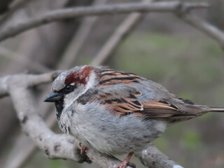 well-fed sparrow on a branch