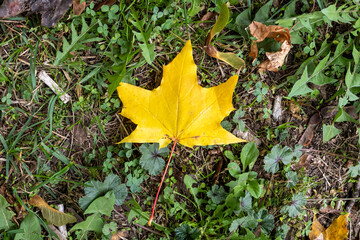 A bright yellow autumn leaf lies on the green grass, surrounded by fallen leaves and natural textures, symbolizing the beauty and colors of the fall season in a city park.