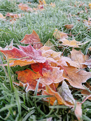 A close-up photograph  of frost-covered autumn maple leaves lying on green grass. Selective focus. 
