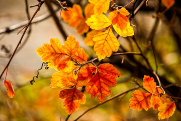 colorful leaves in autumn