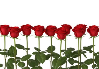Obraz premium A row of vibrant red roses isolated on white background, perfect for love