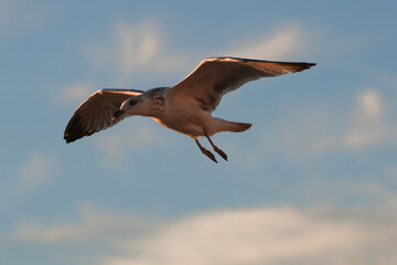 Yellow-Legged Gull Immature Flying - 241A4885