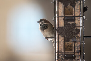 House Sparrow on a feeder