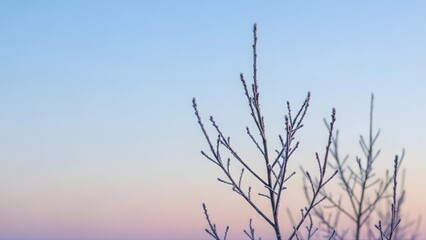 Fototapeta premium Frost covered tree branches against a pastel colored sky at dawn or dusk light