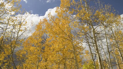 Golden Aspens in Utah