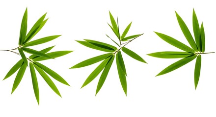 Obraz premium Three bamboo leaf arrangements isolated on white background copy space