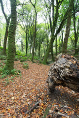 An Autumn woodland at Cardinham, Bodmin Moor Cornwall