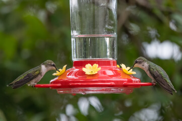 Ruby-throated Hummingbirds feeding on feeder