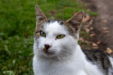 Focused domestic cat walking toward camera with head slightly lowered, surrounded by autumn foliage and soft daylight, intense yet peaceful moment of feline movement in natural outdoor setting.