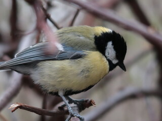 great tit on a branch