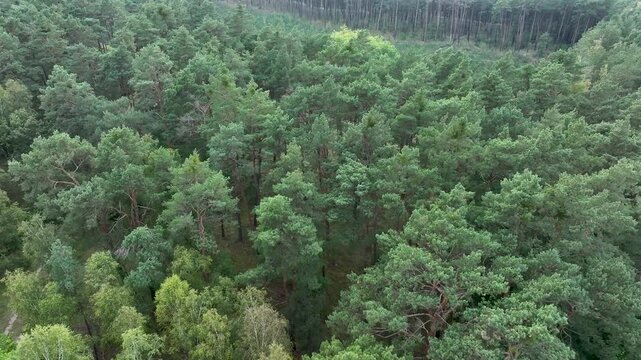 Aerial forest trees central Poland. Northern Poland. Autumn fall season, brilliant colorful leaves along roads and trails. Thick pine, oak, birch, beech forests with farm agriculture farm land.