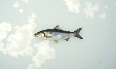 lone fish floats serenely soft white cloudy background suspended shallow pool