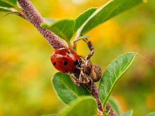 ladybird and Spider 