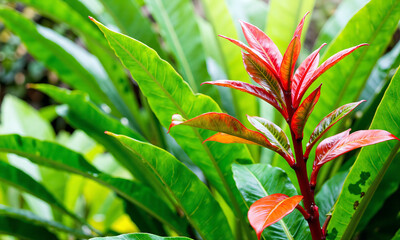 vibrant cluster colorful tropical leaves bright radiant green background soft natural light filtering