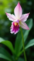 Fototapeta premium Lush brassavola orchid, springtime garden detail, garden, stem, beauty