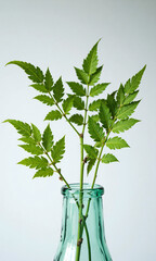 delicate nettle leaves arranged artfully minimalist glass bottle backdrop soft natural