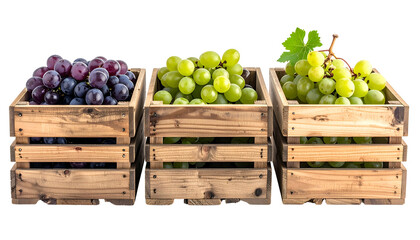 Three wooden crates display different grape varieties purple, green, and light green
