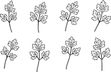 Eight Identical Outline Illustrations of Parsley Sprigs on a White Background herb leaf also transparent background