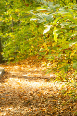 autumn in the park