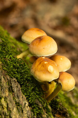 mushrooms in the forest