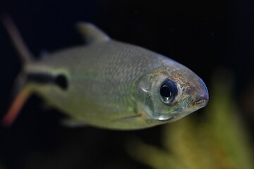Duża ryba maczugowiec smukły (Hemiodus gracilis) na ciemnym tle
