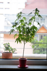 Marijuana plant grown in a small pot