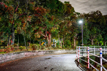 街灯に照らされた舗装路と、湿ったアスファルトの質感、コピースペース