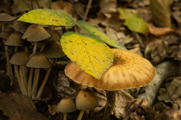 mushroom in autumn forest