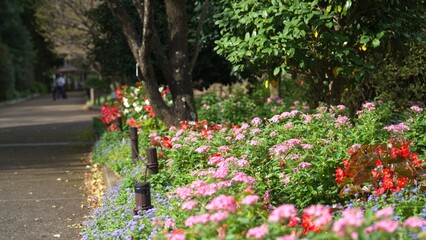 花壇に植えられた花