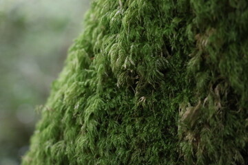 Réserve naturelle de Glengarriff en Irlande