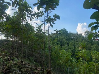 hills with beautiful clouds in the morning. Summer Mountain with green plants and clouds in the sky. wooden hut on Mountain. Texture of green tree forest view from above, Beautiful sunrise.
