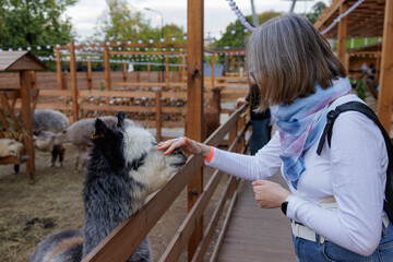 A woman lovingly pets a friendly animal in a rustic petting area filled with laughter and joy.
