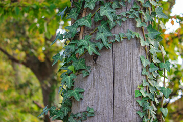 Ivy climbing a wooden pole. Close-up of green ivy leaves on a wooden pole.