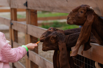 A child offers a carrot to curious goats at a rustic farm, enjoying a peaceful afternoon in nature.