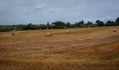 Obraz premium Wide agricultural landscape with round straw bales on golden stubble field under cloudy sky. Peaceful countryside view showing farming traditions and late summer textures.