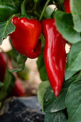 growing piquillo peppers, Artajona (Artaxoa) Merindad de Olite, Foral Community of Navarre, Spain