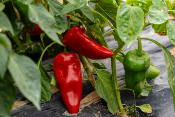growing piquillo peppers, Artajona (Artaxoa) Merindad de Olite, Foral Community of Navarre, Spain